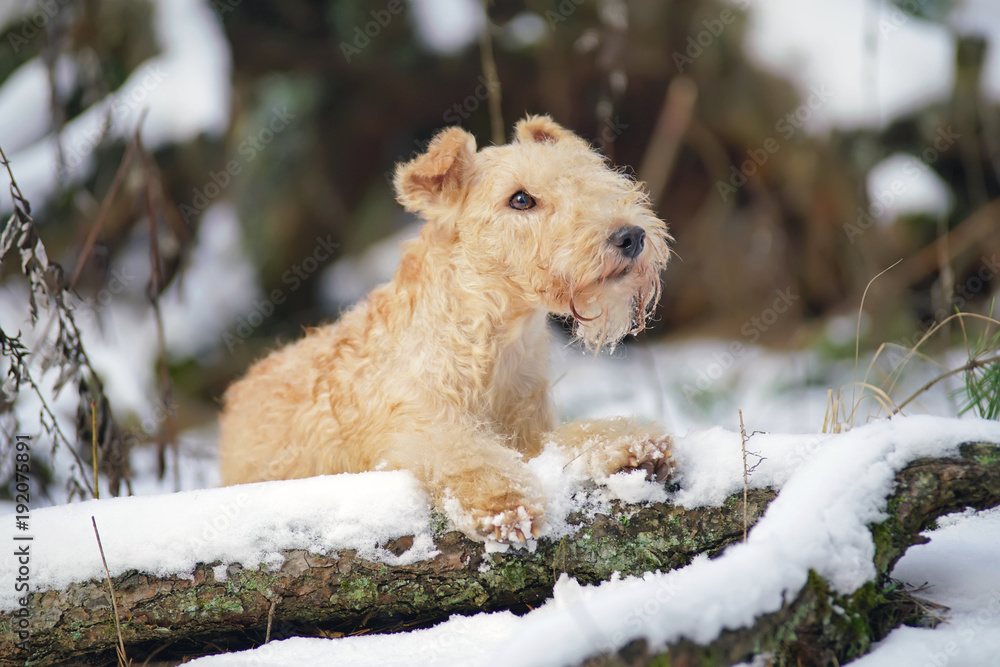 Red Lakeland Terrier dog lying outdoors on a snow-covered fallen tree in winter forest