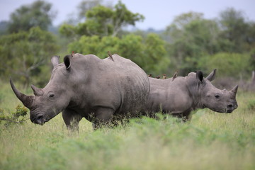 Fototapete Nashorn Porträt des freilaufenden weißen afrikanischen Nashorns  © Pedro Bigeriego