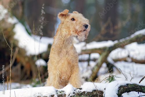 Obraz na plátně Red Lakeland Terrier dog posing outdoors near snow-covered tree roots in winter