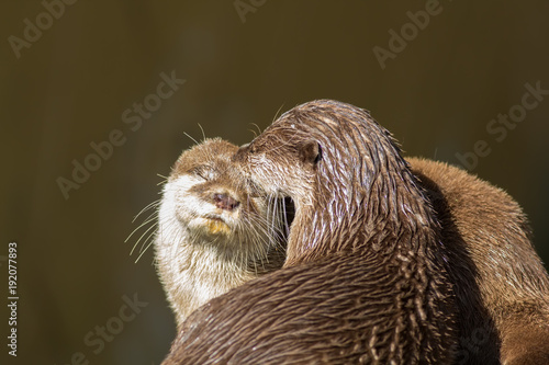 Photography Affectionate otters