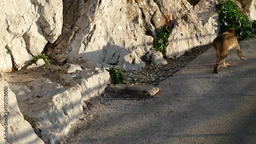 famous wild macaque monkeys on a gibraltar rock