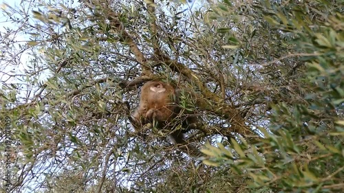 famous wild macaque monkeys on a gibraltar rock