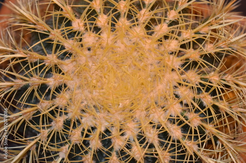 Cactus yellow green with spines