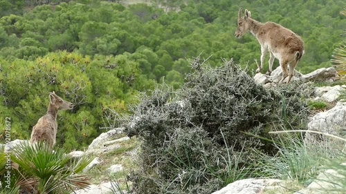 
mountain goats on rocks in nature around el chorro in spain