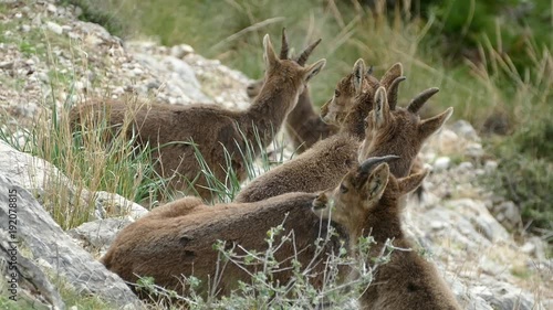 
mountain goats on rocks in nature around el chorro in spain