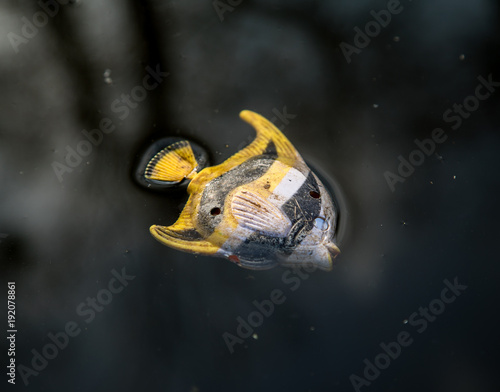 Urban toy fish in icy water