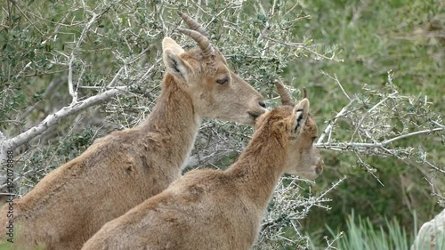 
mountain goats on rocks in nature around el chorro in spain