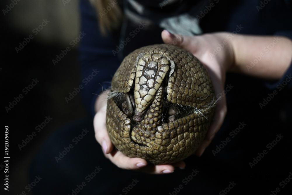 Armadillo Armadillo