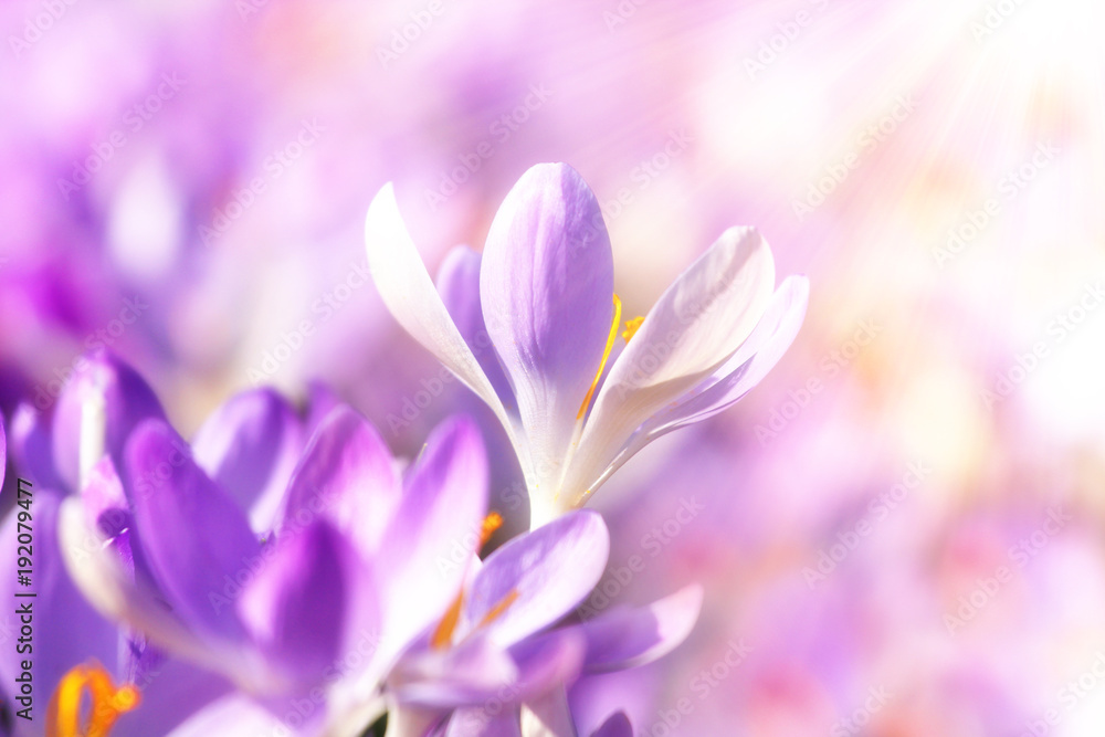 Fototapeta premium Wiese mit zarten Blumen im Frühling