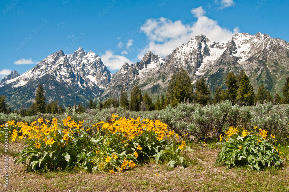 ロッキーマウンテンGRAND TETON 38 カーキ N-3B Photography Poster Snow capped Rocky Mountains in Grand Teton