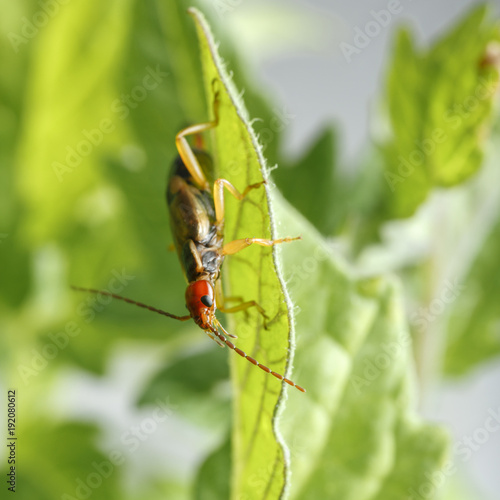 Detail of red head of earwig hanging on crop leaf. Forficula auricularia is a bug as beautiful as dangerous to farming when is uncontrolled © Alonso Aguilar