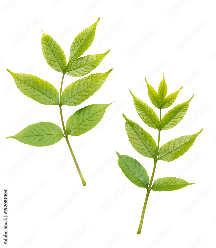 Obraz premium Green leaves isolated on white background