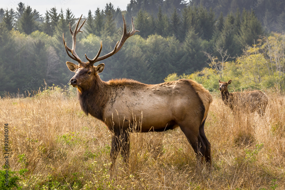 Elk 2