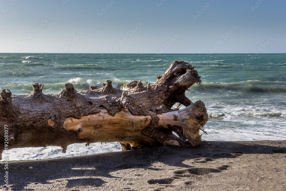 Driftwood