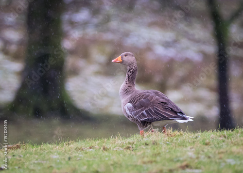 Greylag goose (Anser anser) in the rain