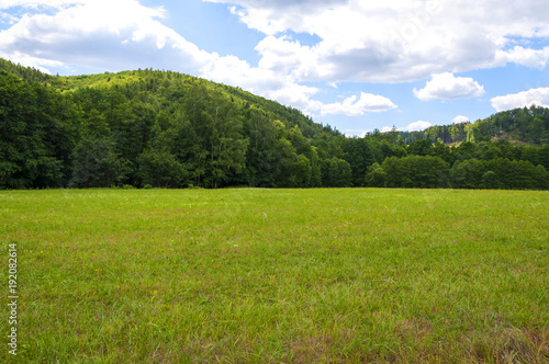 field of green grass and blue sky in summer day