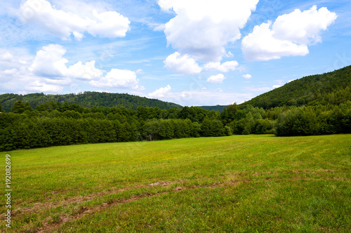 Fototapeta Naklejka Na Ścianę i Meble -  field of green grass and blue sky in summer day