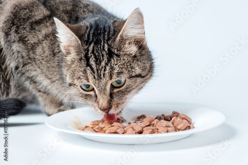 Gray tabby cat eating cat food from a bowl. photo