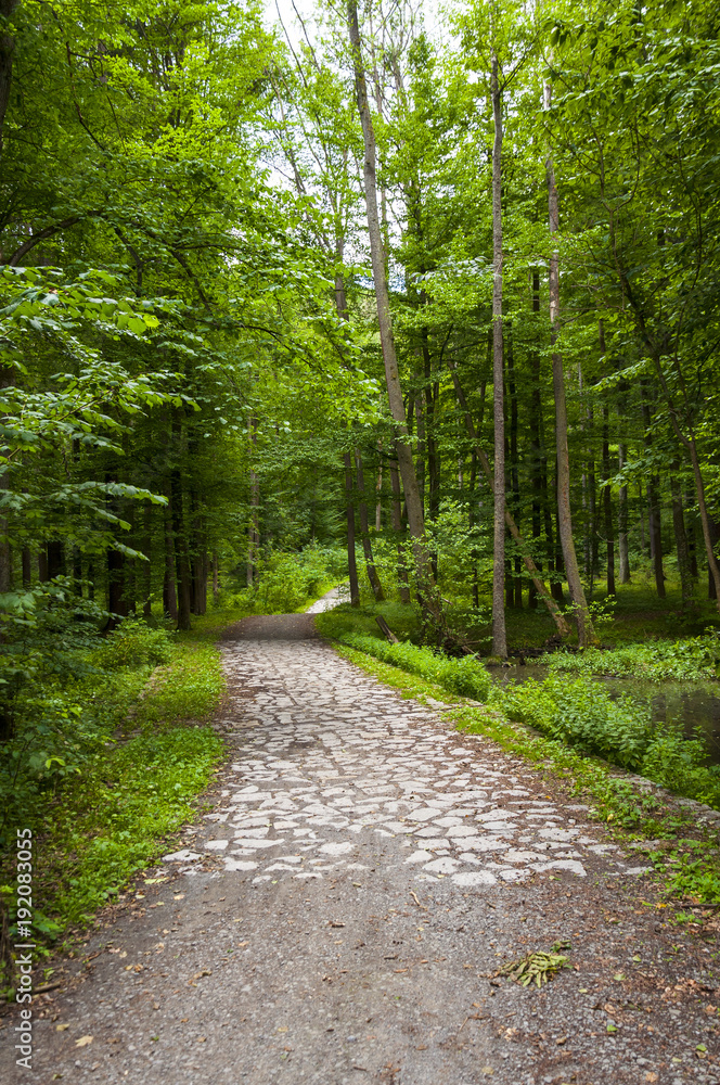 Trail into a beautiful green forest