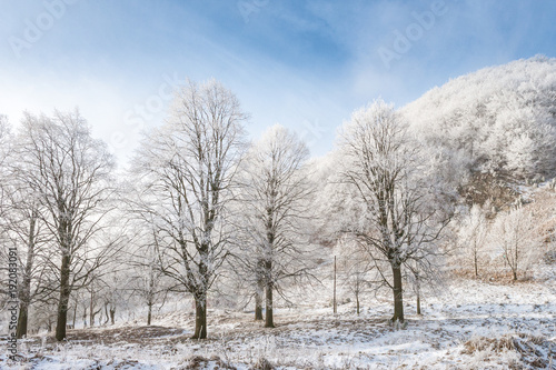 Winter landscape with snowy trees. © Viliam