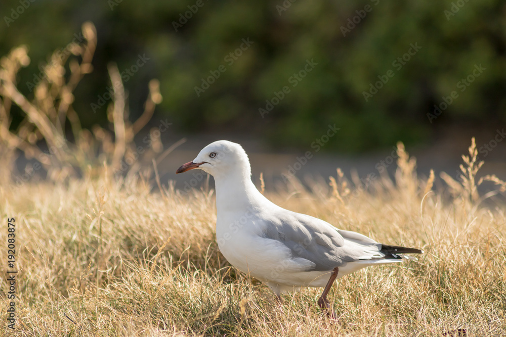 Seagull In Beach Grass On Warm Summer Day Seagull In Beach Grass On Warm Summer Day