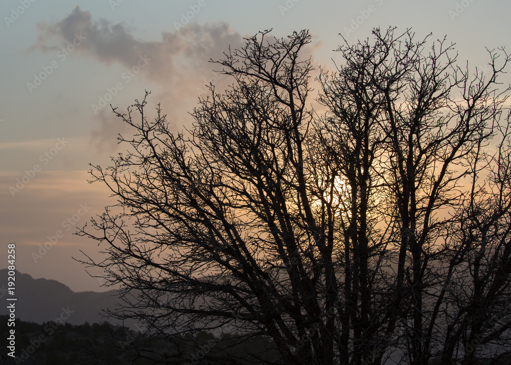 Setting sun shrouded in clouds behind a silhouetted winter tree 