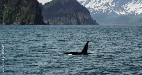 Orcas in Resurrection Bay, slow motion