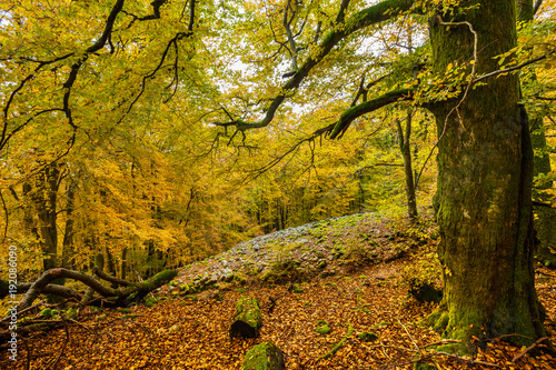 Urwald im Nationalpark Hunsrück-Hochwald