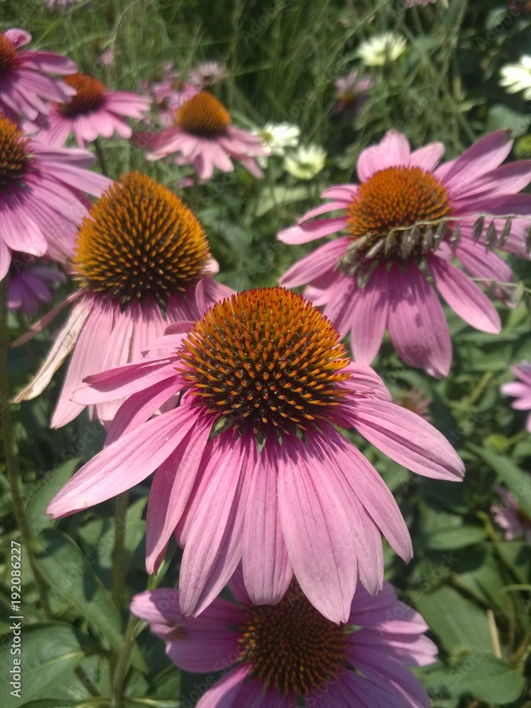 Pink Flowers Pink Flowers