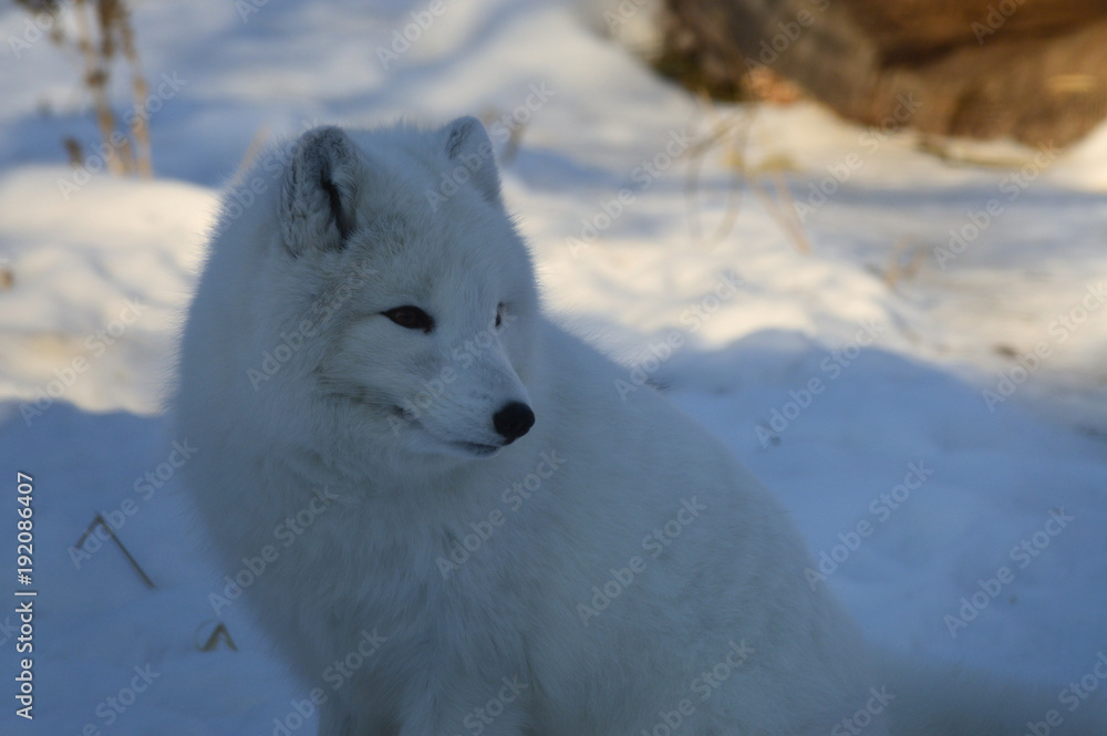 Naklejka premium Arctic Fox