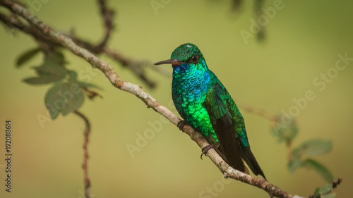 Blue-chinned Sapphire.