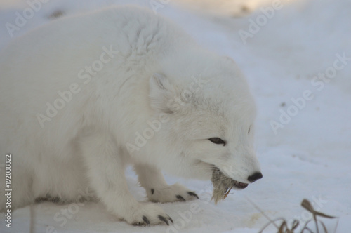 Arctic Fox © Kari