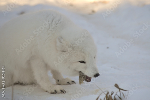 Arctic Fox