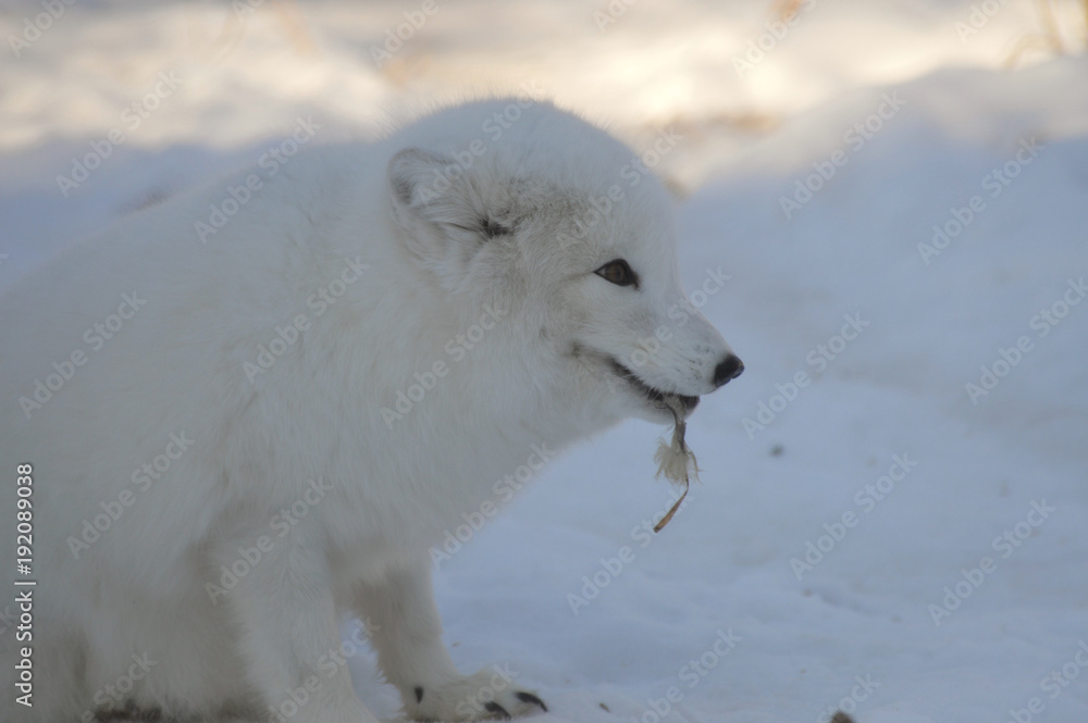 Arctic Fox Arctic Fox