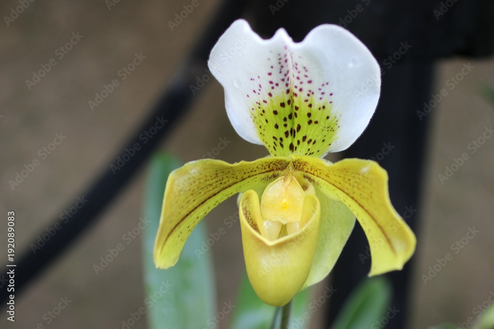 Obraz premium red, green, and white slipper orchids