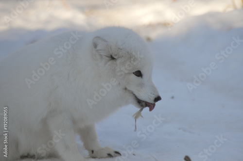 Arctic Fox