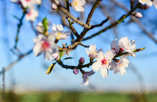Beautiful almond tree flowers in nature