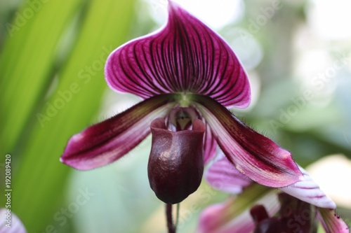 purple, green, and white slipper orchids