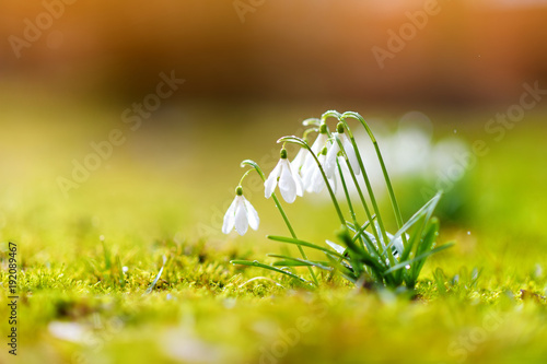 Spring snowdrop flowers blossoming outdoors