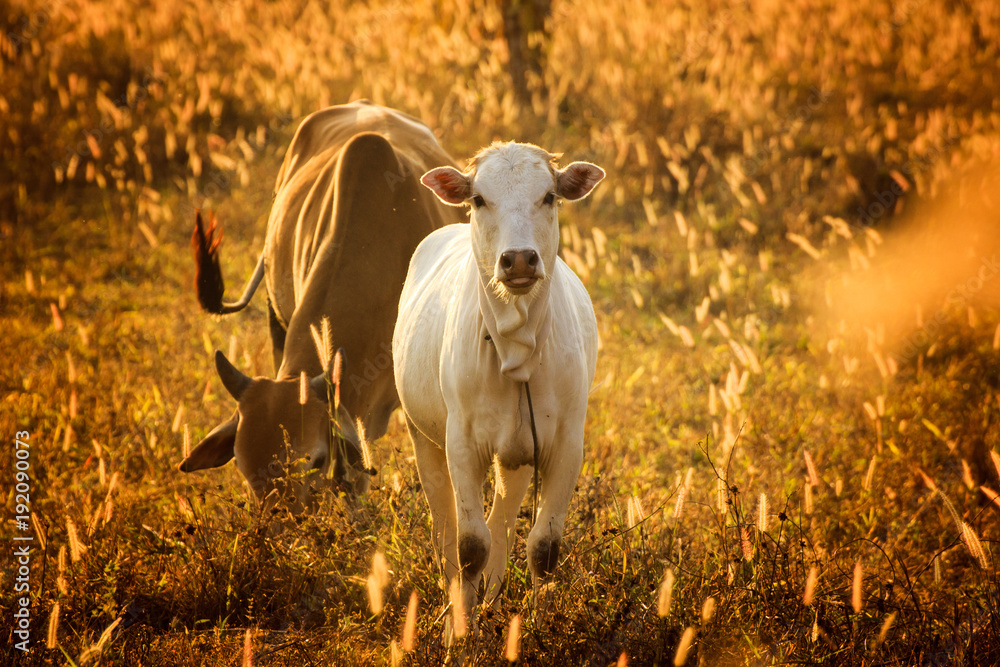 Naklejka premium Calf in orange meadow,Tongue.the cow has happy.
