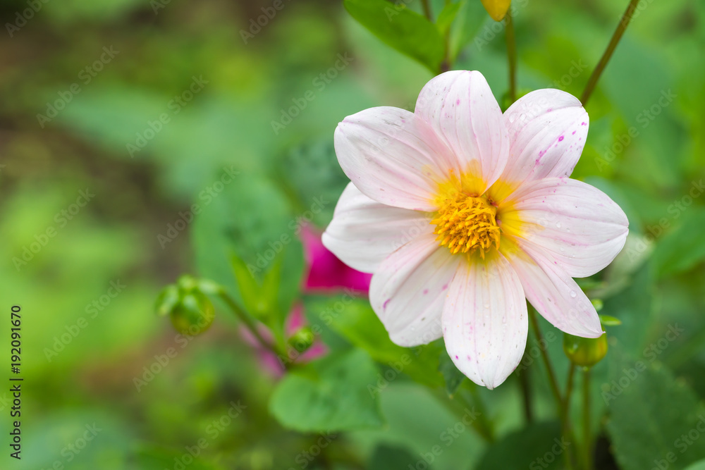 Pink flower in the garden. Pink flower in the garden.