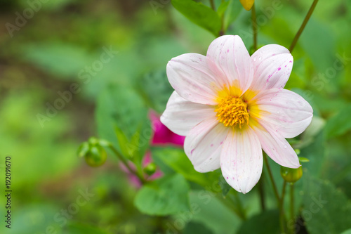Pink flower in the garden.