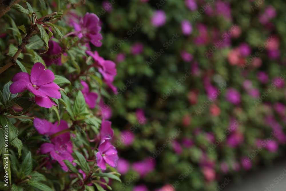 Obraz premium Buganbilia