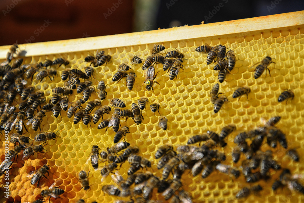 Queen bee surrounded by her workers. Close up of wooden frame with honeycomb and bees. Queen bee surrounded by her workers. Close up of wooden frame with honeycomb and bees.