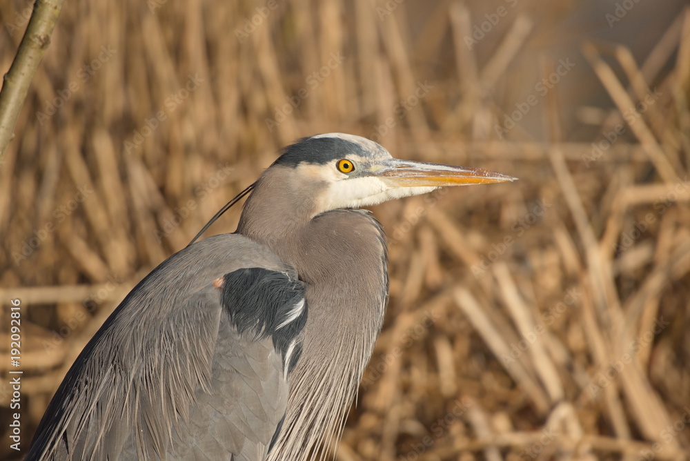 great blue heron (Ardea herodias) standing great blue heron (Ardea herodias) standing