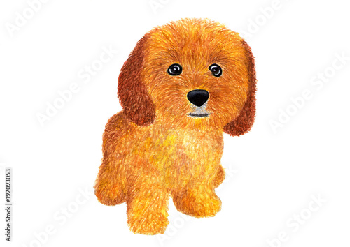 Dog. Сockapoo. Watercolor illustration.