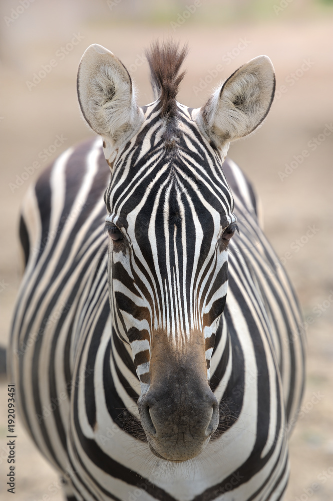 Naklejka premium zebra,