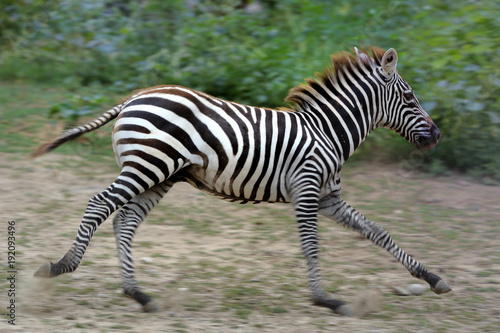 zebra 