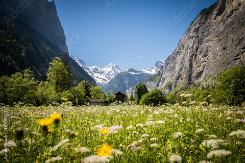 Obraz na płótnie Field of Flowers Lauterbrunnen Valley w salonie