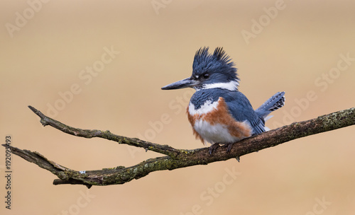 Fotografia, Obraz Belted Kingfisher